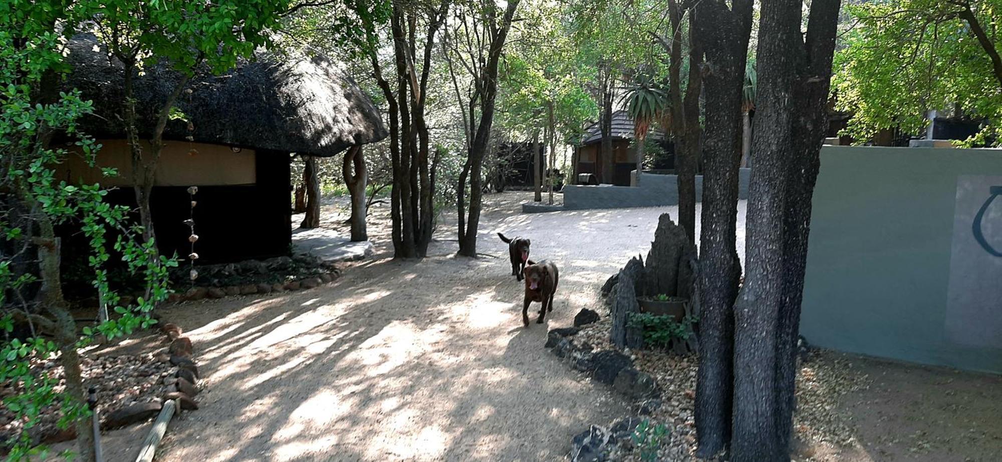 Off Beat Safaris Bush Lodge Hoedspruit Buitenkant foto